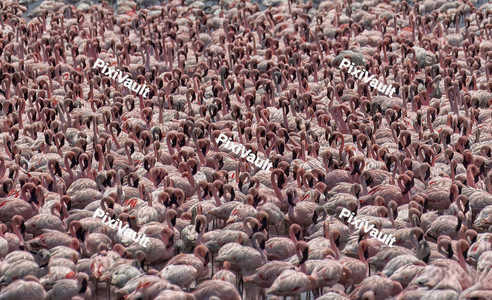 Pink Flamingos Flock